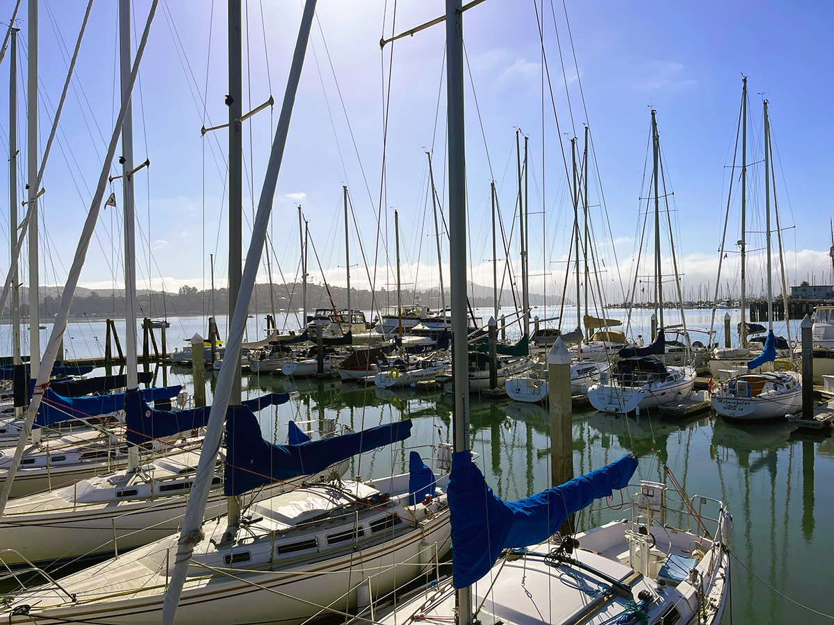 Modern Sailing Fleet Sausalito by Jacqueline Brevik