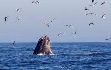 Farallones trip Farallones trip